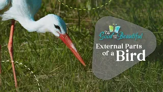 External Parts of a Bird | Birds | The Good and the Beautiful