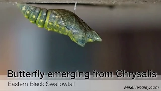 Eastern black swallowtail emerging from chrysalis