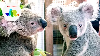 Chompy the Koala’s Big Move | Izzy’s Koala World | Netflix Jr