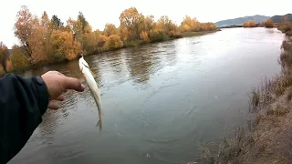 р.Уда. Рыбалка на хариуса. Верховой настрой выручил!