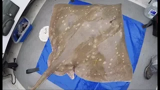 Fishing For Giant Skate In Scotland