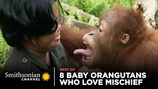8 Baby Orangutans Who Love Mischief | Smithsonian Channel