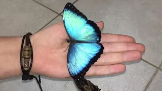 Most beautiful Butterfly's in the world ! Morpho peleides