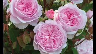 Best Roses-David Austin® Olivia Rose Austin // GORGEOUS English rose,🌸Large flower and FRAGRANT!