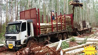 Equipamentos Florestais e Transporte.. toras grandis e saligna