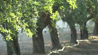 California almond year expected to be 2nd largest in history, Fresno County farmers say