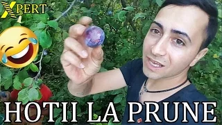 AMINTIRI DIN COPILARIE - Episodul 2 - LA FURAT DE PRUNE + DRIFTURI PERICULOASE