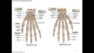 Chapter 8 Appendicular Skeleton