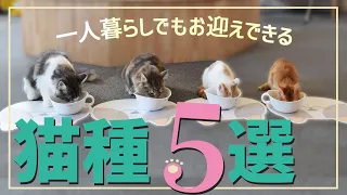 【一人暮らしでも飼える猫種 5選】初めての飼育でも安心！猫ブリーダーがお迎えの注意点や飼い方をご紹介！