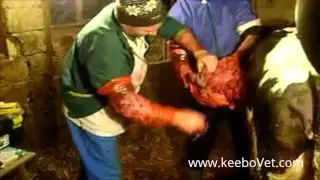 The Amazing Complete Surgery Of Cesarean Section On Cows, Performed By Vet Doctors