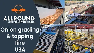 Onion grading and topping line | MOR | USA | Allround Vegetable Processing