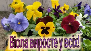 Such picking of pansies will make them grow strong and healthy
