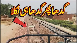 Live poor Donkey hit with fastest non stop train Green Line express near Sahiwal Pakistan