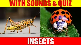 INSECTS PICTURES With Sounds and Names for Babies & Toddlers - Animal Quiz
