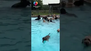 About 50 dogs enjoy pool party together #shorts