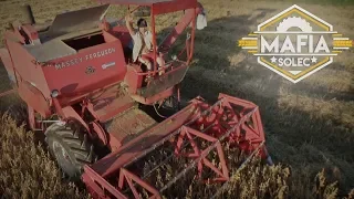 Żniwa z MST na Wesoło ☆ Massey Ferguson 86 & Ursus c360 3p ✔ MafiaSolec