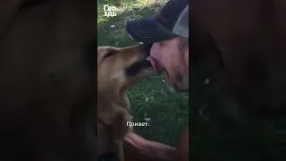 Собака встречает хозяина после разлуки #shorts #cutedog