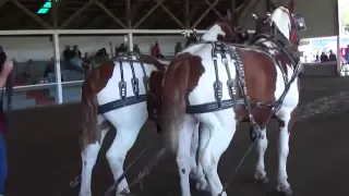 Farmer's Draft Horse Pulling Competition ( Part-2 )