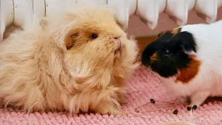 New Guinea Pig Introduction