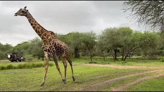 TANZANYA SAFARİ VLOG - AFRİKA'NIN VAHŞİ DOĞASINDA BİR GÜN, FİYATI NE KADAR?  NELER DAHİL?