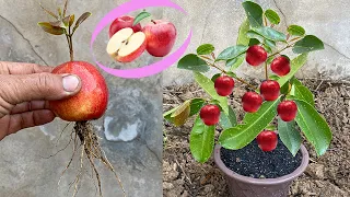 How to grow apple from apple fruit in a water bottle  - how to propagate apple from apple fruit