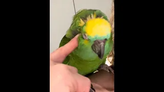 Blue Fronted Amazon Parrot Ears!