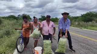 COLHEITA DE UMBÚ NA REGIÃO DE CONCEIÇÃO DAS CRIOULAS SALGUEIRO NO SERTÃO PERNAMBUCANO.