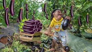 CUTIS rickshaw harvests eggplant to sell and buy meat! Feed mom& Yen Nhi