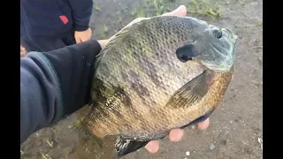 I Caught GIANT Bluegill in a TINY Pond!!!!