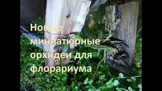 Новые миниатюрные орхидеи для флорариума (den. lichenastrum и den. jenkinsii)