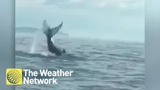 Incredibly close whale encounter caught on camera