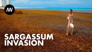 Seaweed Tsunami: Why Is The Great Atlantic Sargassum Bloom Happening Every Year?