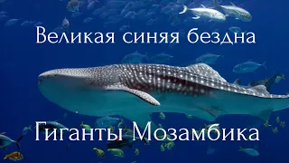 Великая синяя бездна. Гиганты Мозамбика.