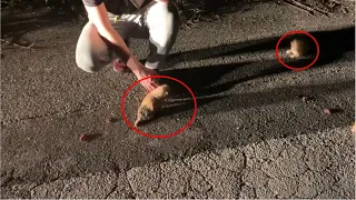 The puppies wandering on the road without mother, crying for help!