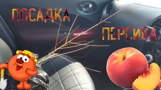 Посадка персика весной