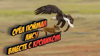 Орёл на охоте поймал лису и кролика | СХВАТКА | БИТВА | ВЕРСУС