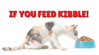 How To Make A Kibble Diet Better | Two Crazy Cat Ladies