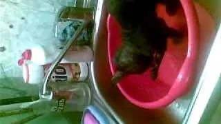 The cat bathes ( Кот купается) ( видео, video).mp4