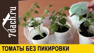 🍅 Как вырастить рассаду томатов без пикировки - 7 дач