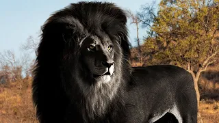 10 Rarest Animals Ever Seen On Earth