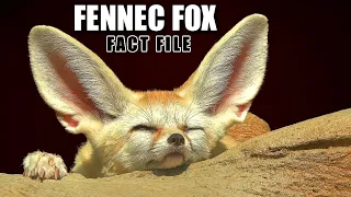 Fennec Fox Facts: the LARGEST EARS 👂 Animal Fact Files