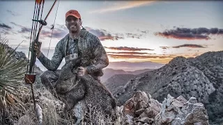 Archery Javelina hunt arizona