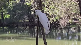 Sulphur Crested Cockatoo on top of the fence. Australia.