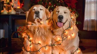 TRY NOT TO LAUGH Golden retriever funny videos compilation подборка приколов золотистый ретривер