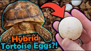 Our Sulcata and Leopard Tortoise had Eggs?!