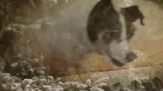 Heart of a Dog - Trailer