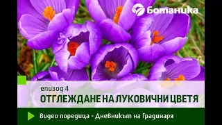 епизод 4 - Отглеждане на луковични цветя