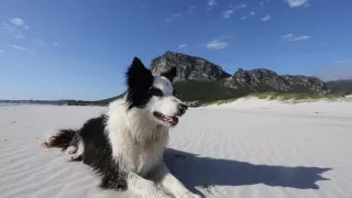 The Border Collie that changed the world.