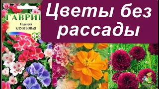 Однолетние цветы, которые можно вырастить без рассады