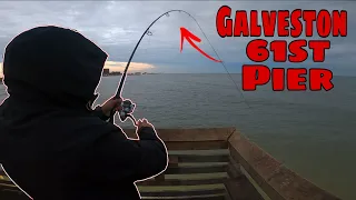 This is WHY you fish your local fishing pier (Galveston 61st pier)